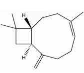 β-石竹烯 CAS:87-44-5 中藥對照品標(biāo)準(zhǔn)品